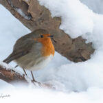 2024, European robin in Safjället